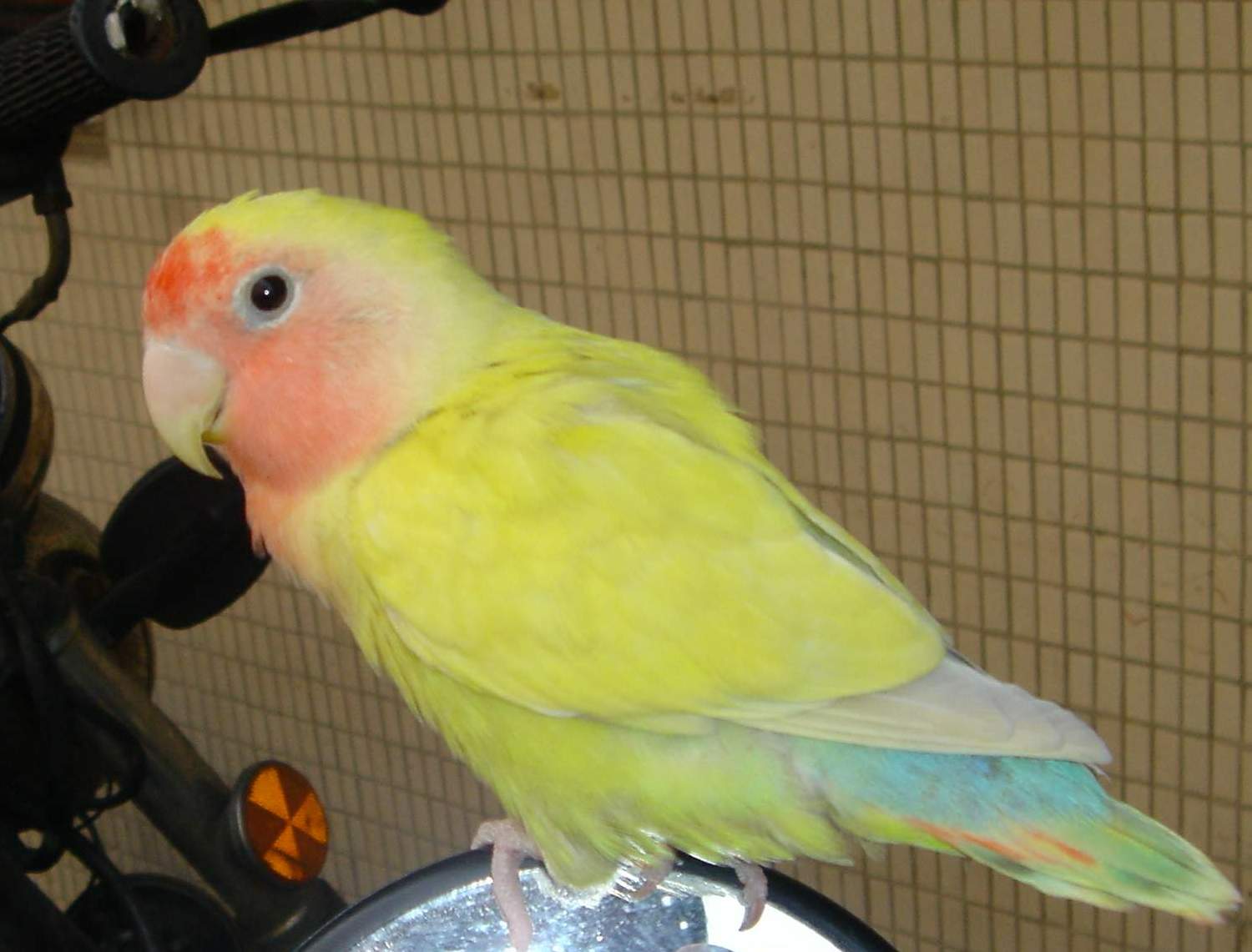 哇大漢啦!!<嘿啾成鳥圖>