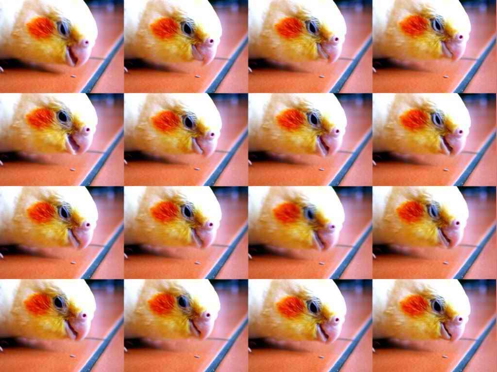 愛鳥玄鳳（16分割版）