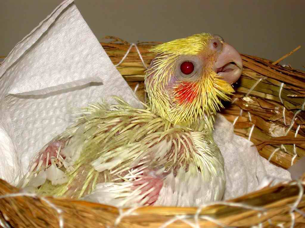 已故愛鳥玄鳳（雛鳥1）