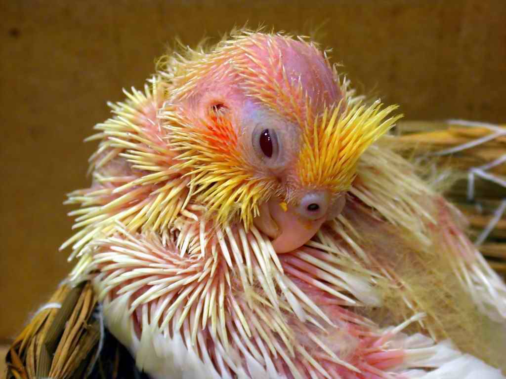已故愛鳥玄鳳（雛鳥2）