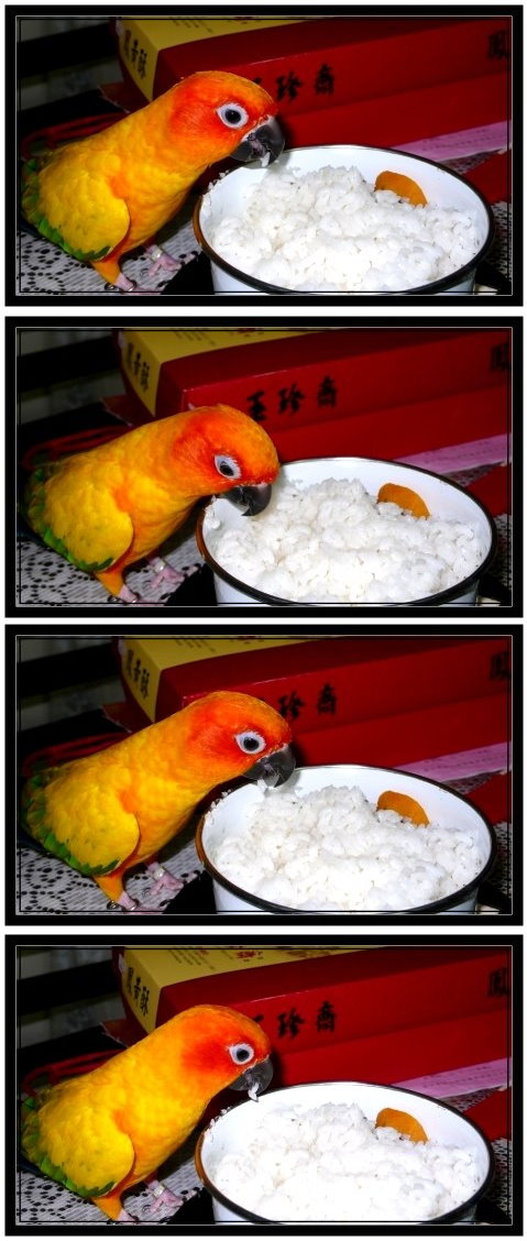 愛吃飯的丸子