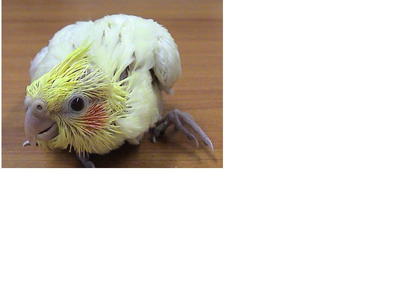 鐘樓怪鳥