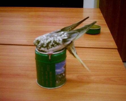 鳥為食亡