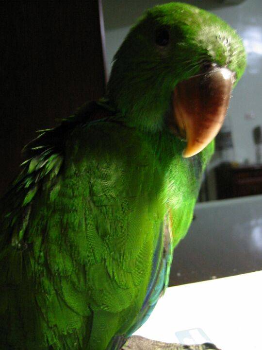 大哥鸚