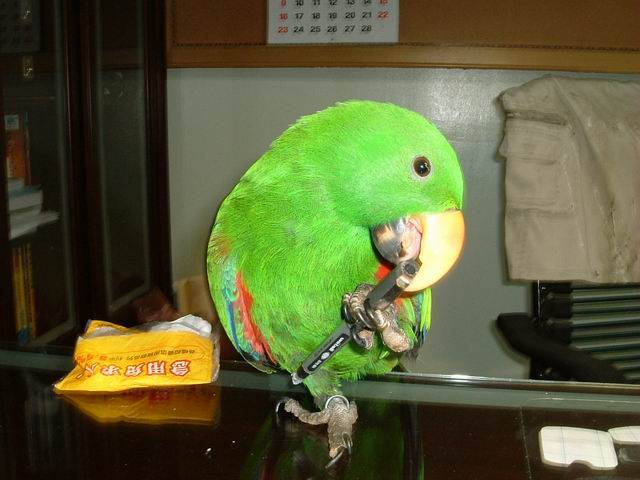 耍棍