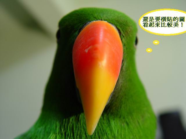 新手貼圖