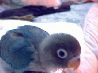 KOZER