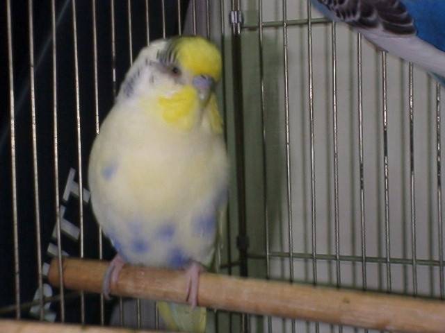 KUKU