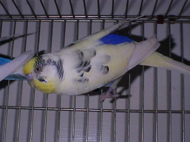 夢幻鸚鵡