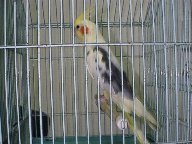 哈摟 我是派落玄鳳
