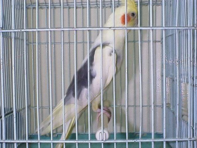 哈摟 我是派落玄鳳