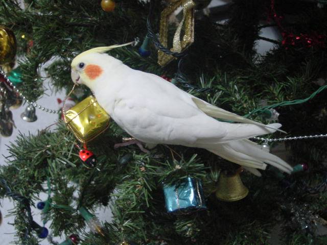 ~Merry Christmas~