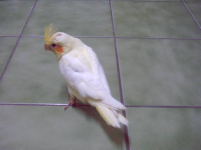 小玄鳳~~2