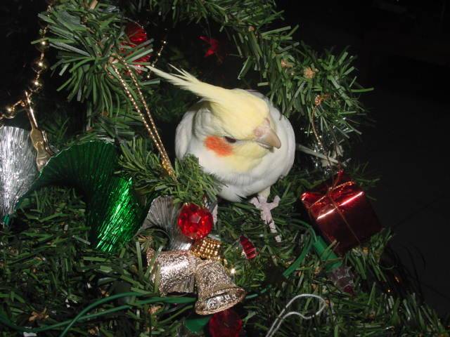 聖誕鳥