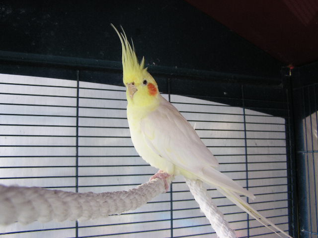 玄鳳~