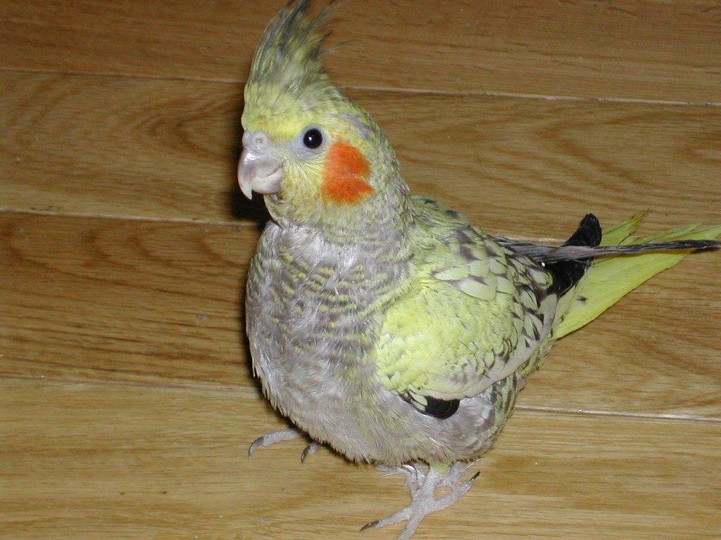 Lilian