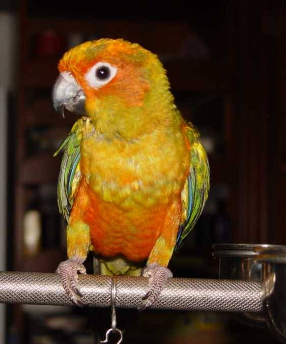 Lyc
