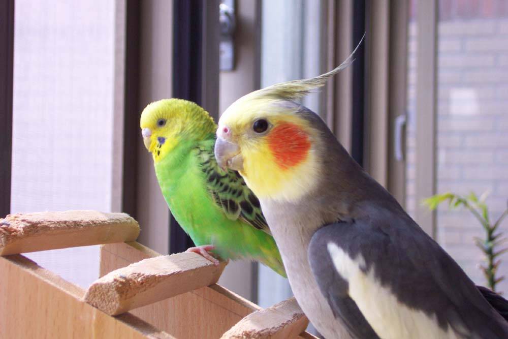 鳳梨與水兒合照