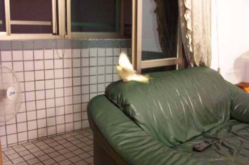 吹電扇