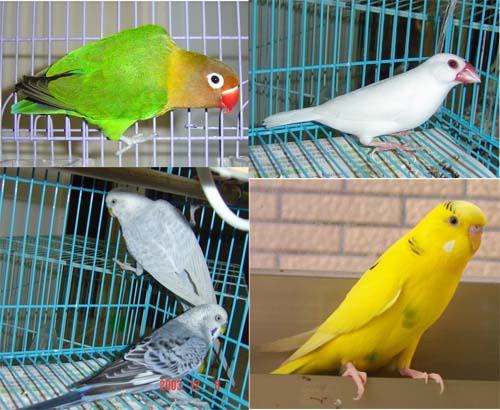 贈送5隻鳥,尋找有緣人