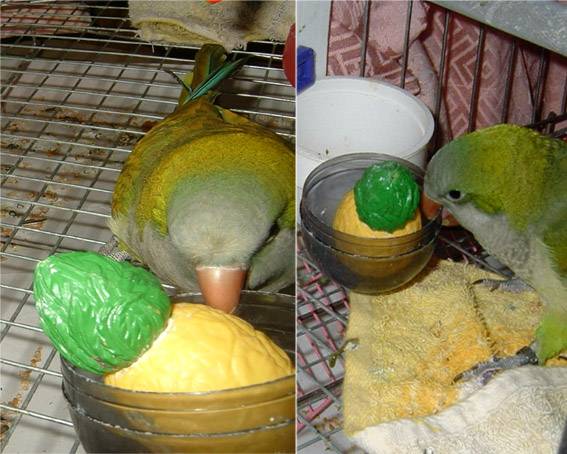鳳梨農ㄜ難