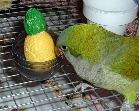 鳳梨農ㄜ難
