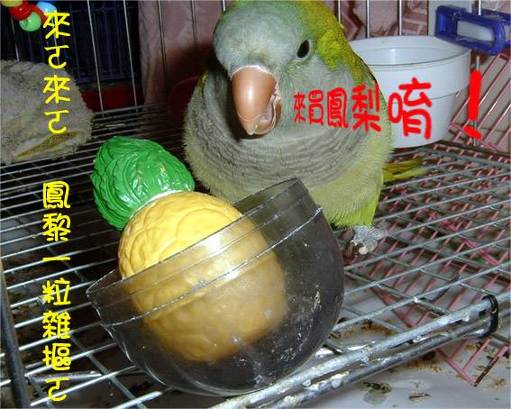ㄜ難賣鳳梨