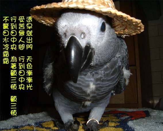 種田的貝勒爺