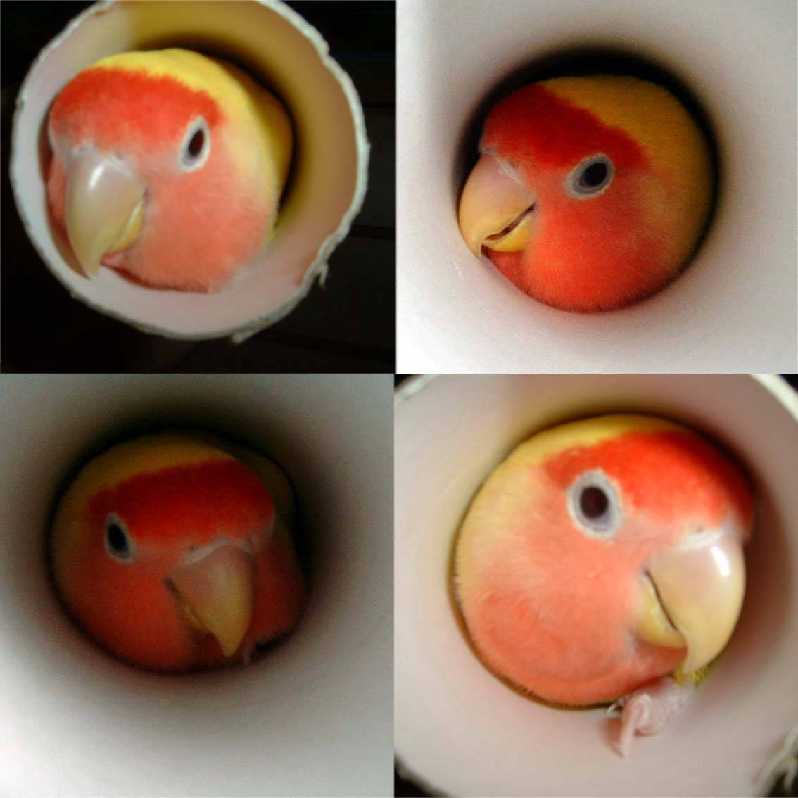 搶救肥鳥2