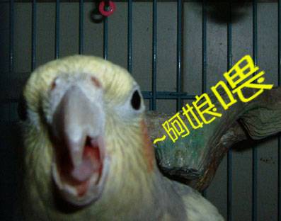 被嚇個半死的玄鳳