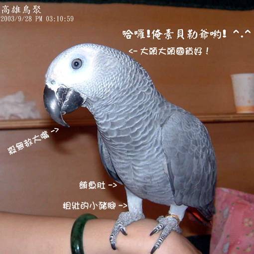 高雄鳥聚~有怪獸篇 幫elise姐姐po的唷
