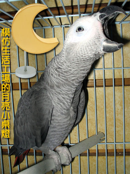 貝勒爺模仿秀