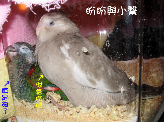 貼著盒子睡~盼盼與小繫
