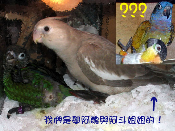 就覺得很眼熟...原來喔..