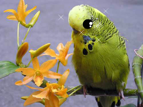 關芝肥