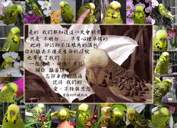 再見  阿肥