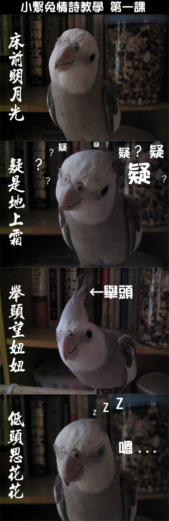 小繫兔情詩教學