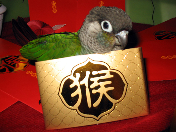 好一隻金猴啊~~~