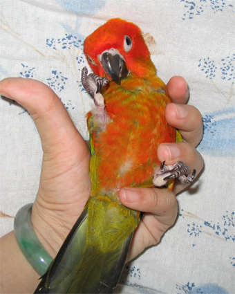 絕美金太陽幼鳥
