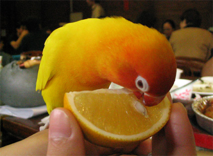 台中鳥聚~柳丁篇