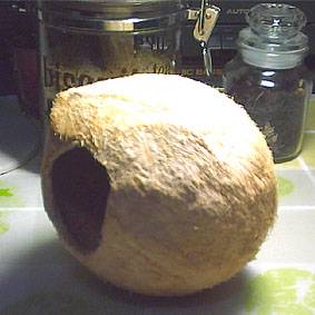 椰子鳥窩