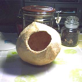 椰子鳥窩2