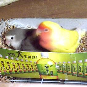 阿麥&baby還有寶寶