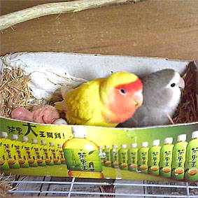 阿麥&baby還有寶寶1