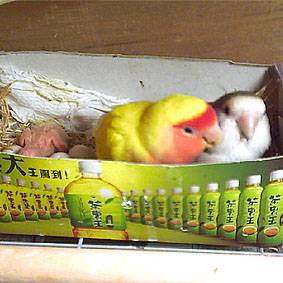阿麥&baby還有寶寶2