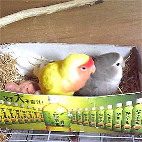 阿麥&baby還有寶寶6