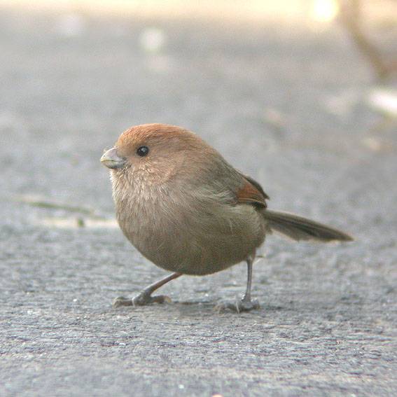 最可愛的鳥