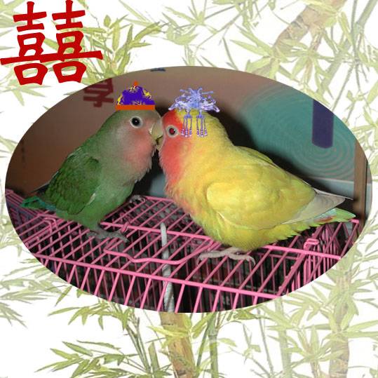 送入洞房