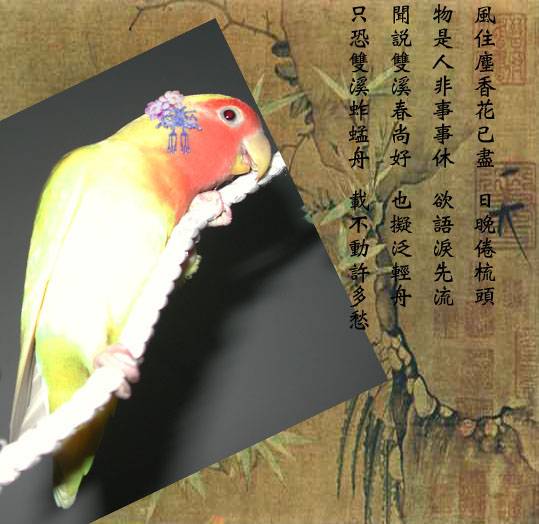 絕代佳人