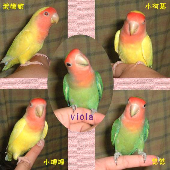 長大的寶貝們